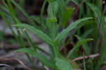 Arkansas beardtongue